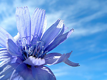 Une fleur bleue