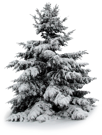 Sapin enneigé